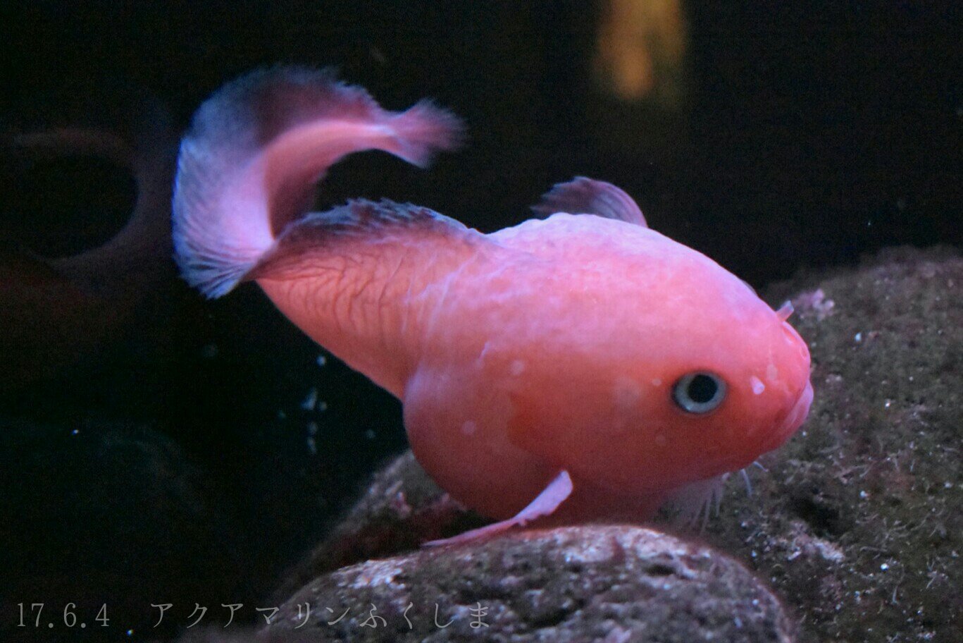 日本の海水魚bot タマコンニャクウオ クサウオ科 レア度 自 水 07年に知床で発見され 12年に新種として報告された魚 名前の由来は丸っこい体が玉こんにゃくのようで可愛いということから 納得である T Co Vkyozqew8d Twitter