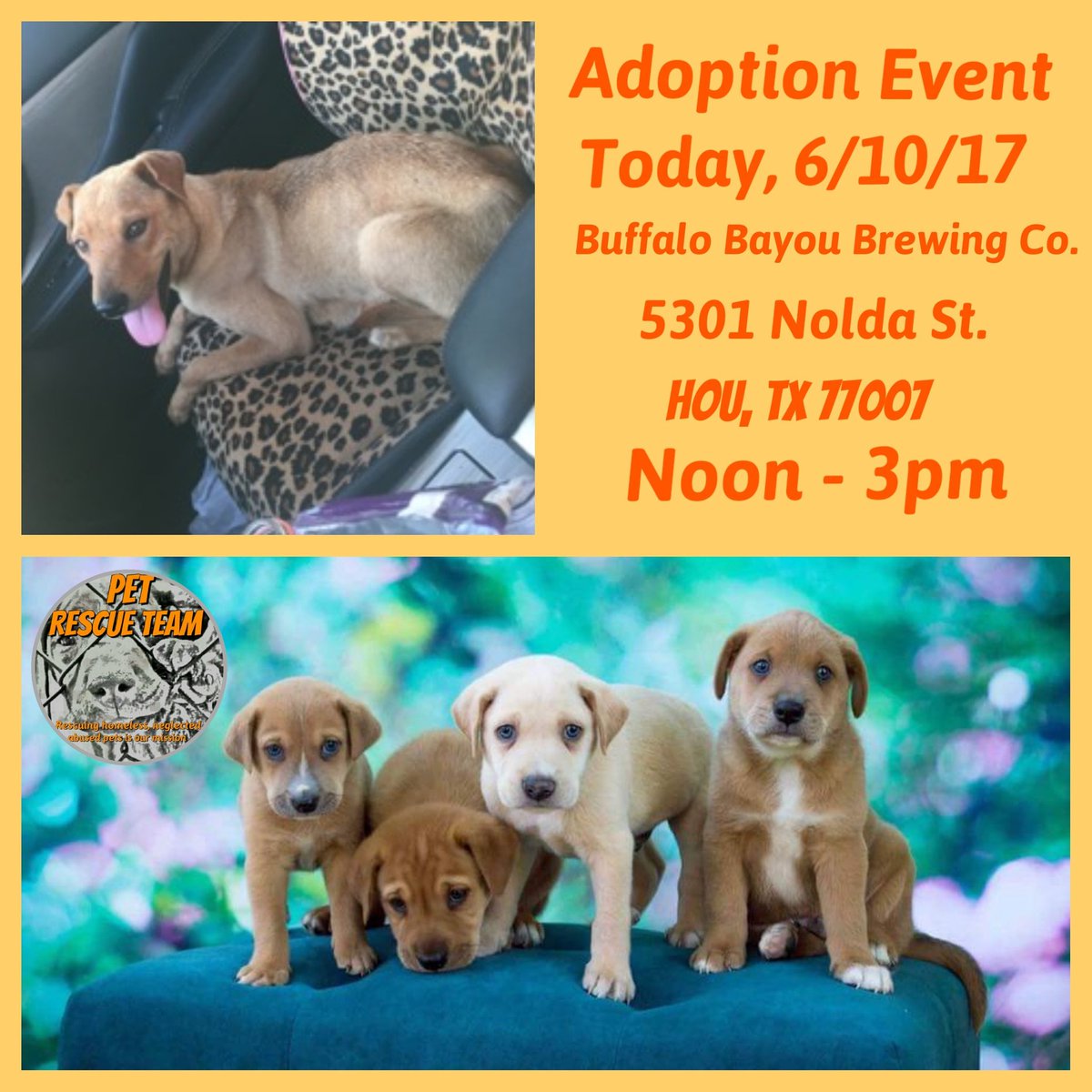 Come out and join us today at Buffalo Bayou Brewing Company and meet Gemma and her pups.