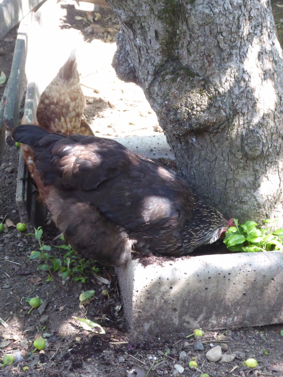HamiltonsHens's tweet photo. I think you know you're not meant to have your head in there Batman.... #BatmanTheChicken #SnapChook https://t.co/QT8yzaG0k3