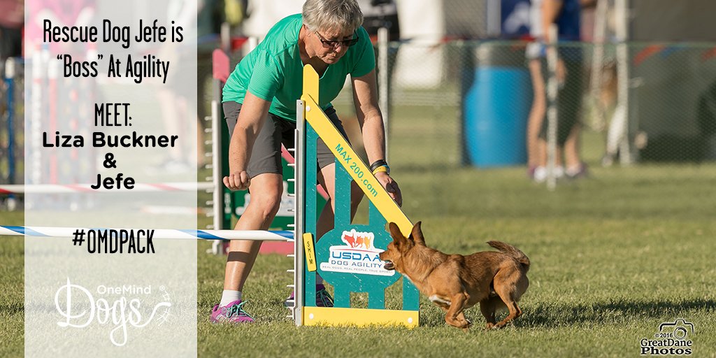 OneMindDogs's tweet photo. Meet #OMDpack members Liza Buckner & rescue dog Jefe.
https://t.co/Hnkx63Sz4P https://t.co/lMjDmOUeU2