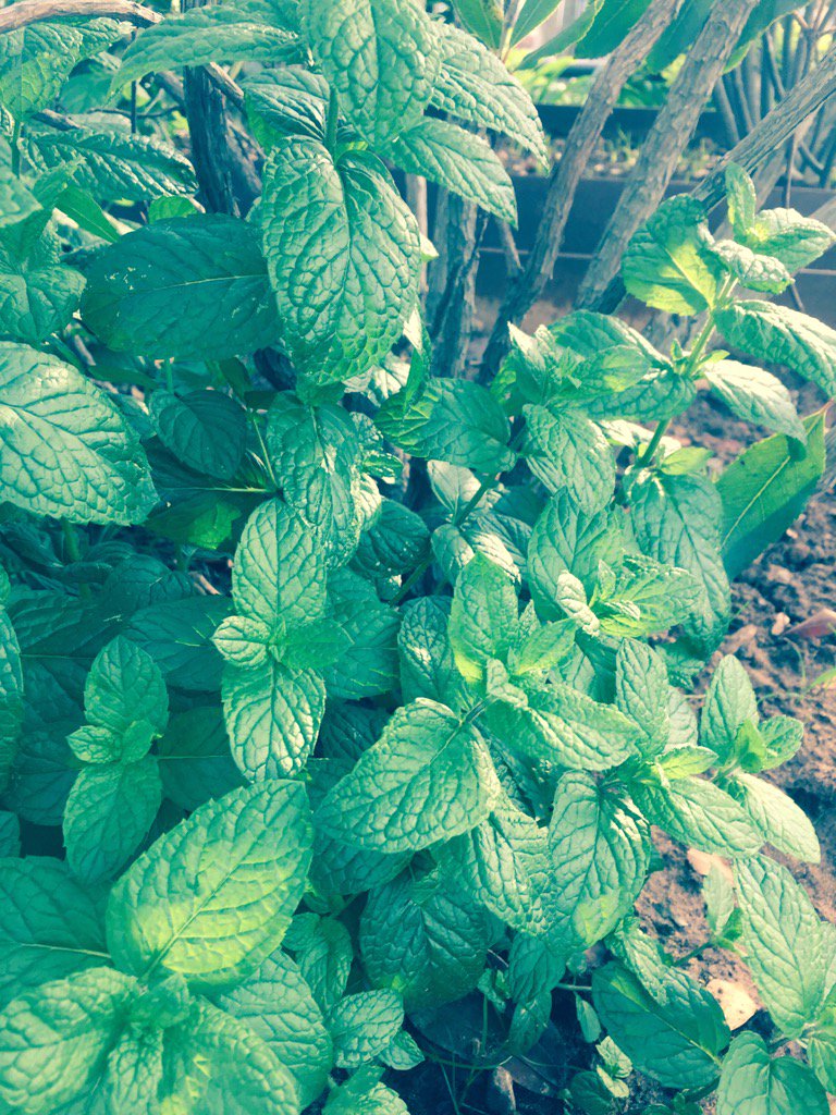 Tomeu Caldentey tweet media