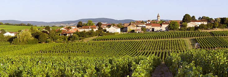 Apprenez en plus sur les vins de Santenay, des rouges produits dans une région pourtant dédiée au blanc.  
ecole-muscadelle.fr/programme-des-…