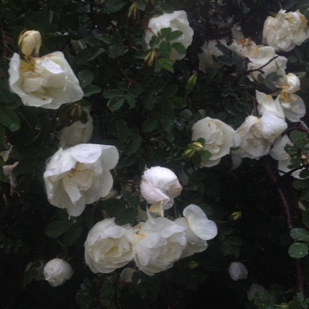 Vicatorios's tweet image. Ещё один экзамен и я свободна