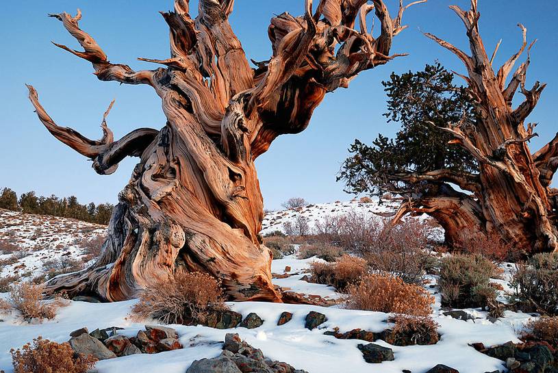 Bristlecone