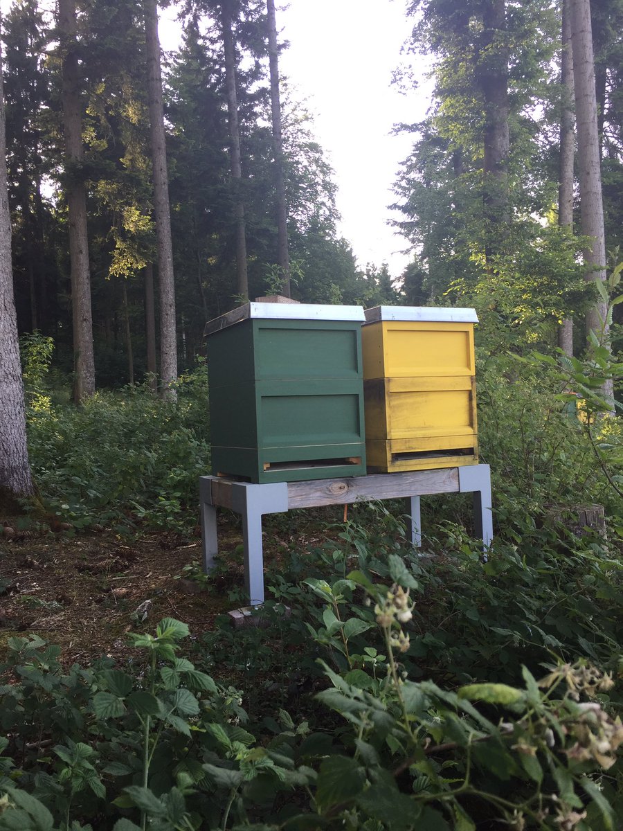...ganz schön fleissig, die ersten honigzargen sind schon fast voll... <a href="/paediwieser/">Patrick Wieser</a> <a href="/iwanschwarz/">Iwan Schwarz</a>
