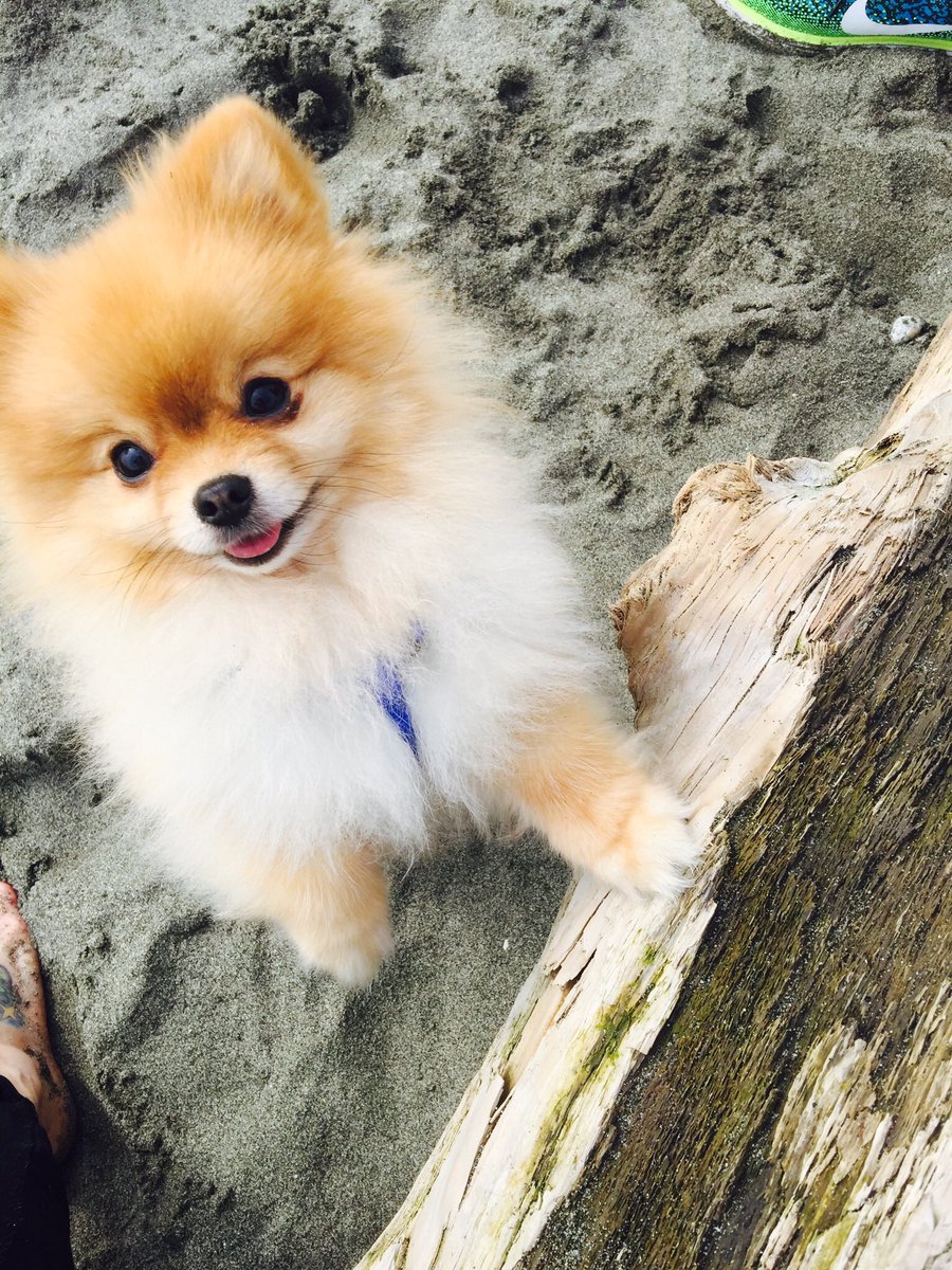 javapigbooks's tweet image. #javapig 's little brother Ollie, we call him #olliebear , or scampy... cause he always scampers away!