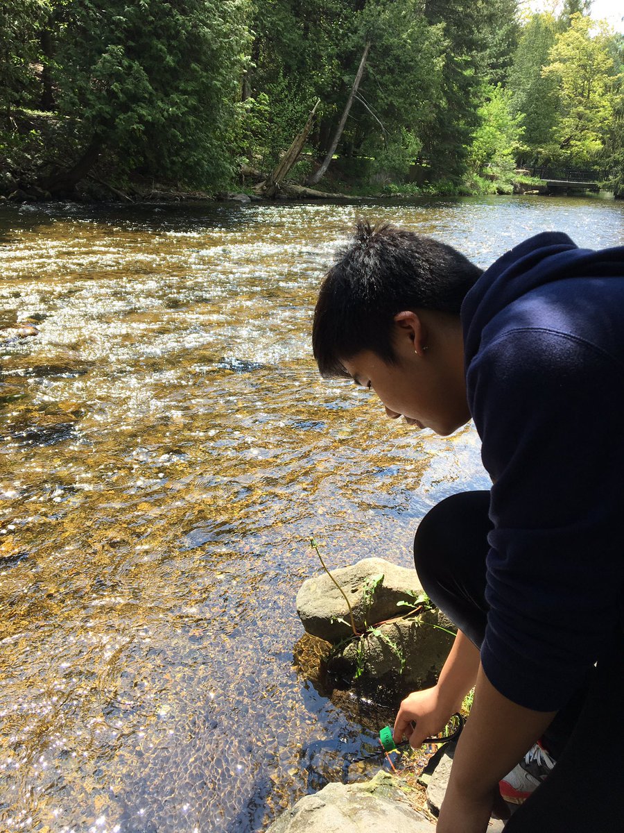 MrCarroll_TDSB's tweet photo. Salmon release was an amazing experience for the @lanorjms gr. 7's!  Thanks @nandanee_sawh @KatrinaKennyLC4 @TDSBScitechkits @TheTorontoZoo https://t.co/NB0RPhtRr0