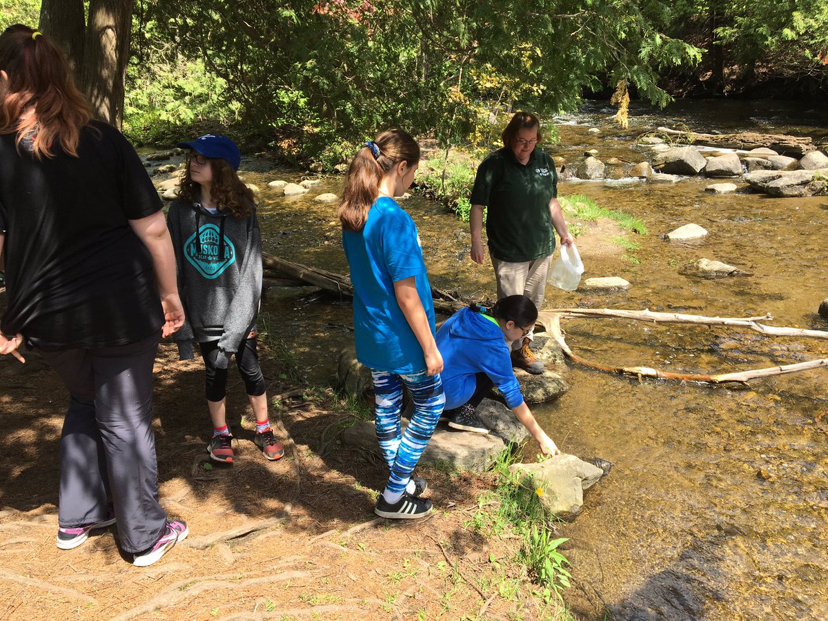 MrCarroll_TDSB's tweet photo. Salmon release was an amazing experience for the @lanorjms gr. 7's!  Thanks @nandanee_sawh @KatrinaKennyLC4 @TDSBScitechkits @TheTorontoZoo https://t.co/NB0RPhtRr0