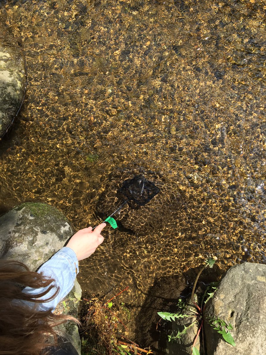 MrCarroll_TDSB's tweet photo. Salmon release was an amazing experience for the @lanorjms gr. 7's!  Thanks @nandanee_sawh @KatrinaKennyLC4 @TDSBScitechkits @TheTorontoZoo https://t.co/NB0RPhtRr0