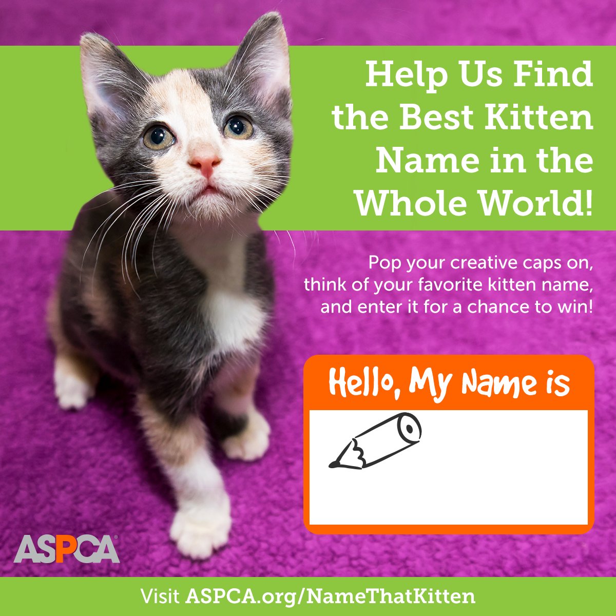 ASPCA's tweet photo. Think you can come up with the best kitten name? Enter our #NameThatKitten contest for a chance to win! More info: https://t.co/XKxojEG3L4 https://t.co/p2jprBkYSO