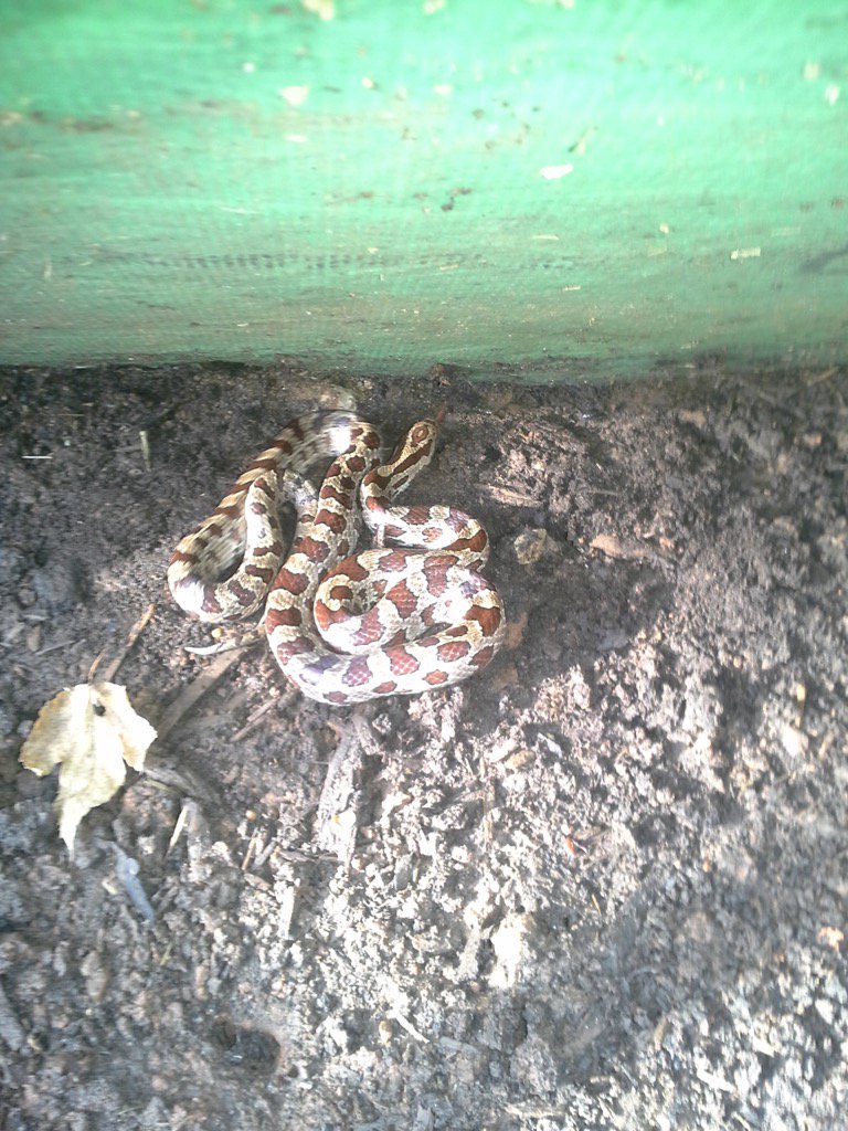 jkmassengill's tweet photo. Prairie Kingsnake (Lampropeltis calligaster) hiding under the trashcan #snakes #urbanwildlife https://t.co/KVwV3pnBit