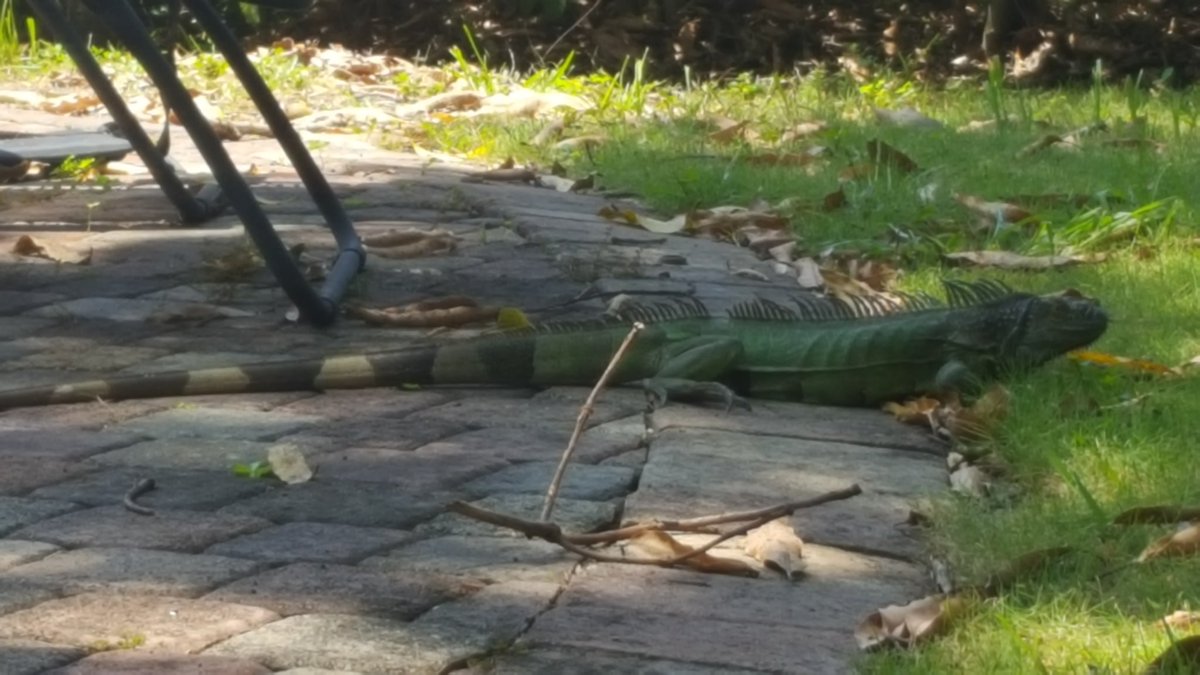 Kavetchnik's tweet photo. Caught this guy trying to take a swim. Not on my watch! #noresidency #poolisclosed https://t.co/m7dsEJKNTL