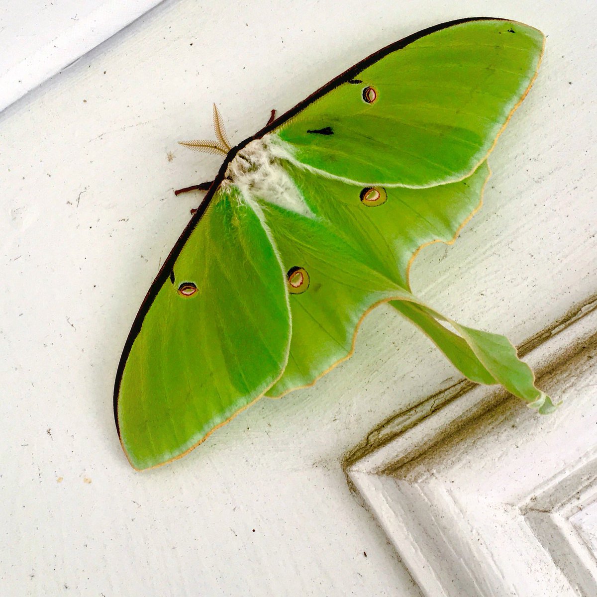 Surprise visitor for #memorialdayweekend2017