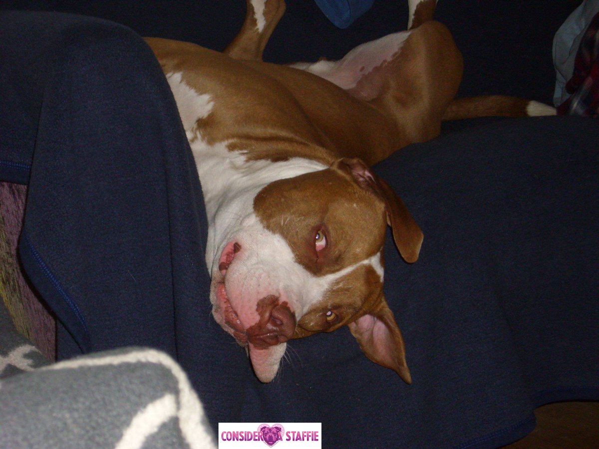 ConsiderAStaff's tweet photo. Lomper was Saturday's Staffie of the Day! #staffie #doglover #dogs #bankholidaymonday #puppylove #dogtweets #staffy https://t.co/dghhmp0mPm https://t.co/uMJFvExBhf