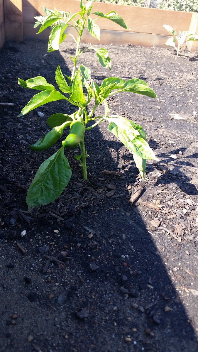 HHI360's tweet photo. Two weeks after planting first crop, we have sweet peppers growing in the El Pueblo Community Garden!!! https://t.co/LKWOuUqBHk