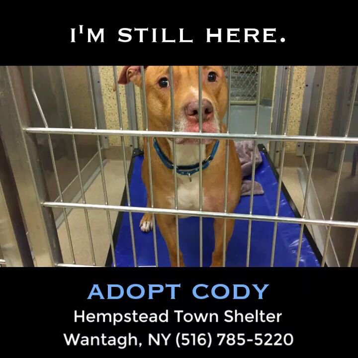 TheRealToriNYC's tweet photo. Not one person has asked to meet sweet Cody!
Please have a heart โค๏ธ #LongIsland #NY #AdoptCody https://t.co/puJVBTYZEl