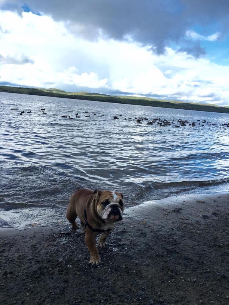 Andy Cerio tweet media