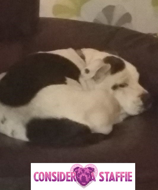 ConsiderAStaff's tweet photo. Lenny was Sunday's Staffie of the Day! https://t.co/DXYTsdLMYp #dogtweets #staffie #dogtweets #puppylove #bankholidaymonday https://t.co/cCFWmrDS6P