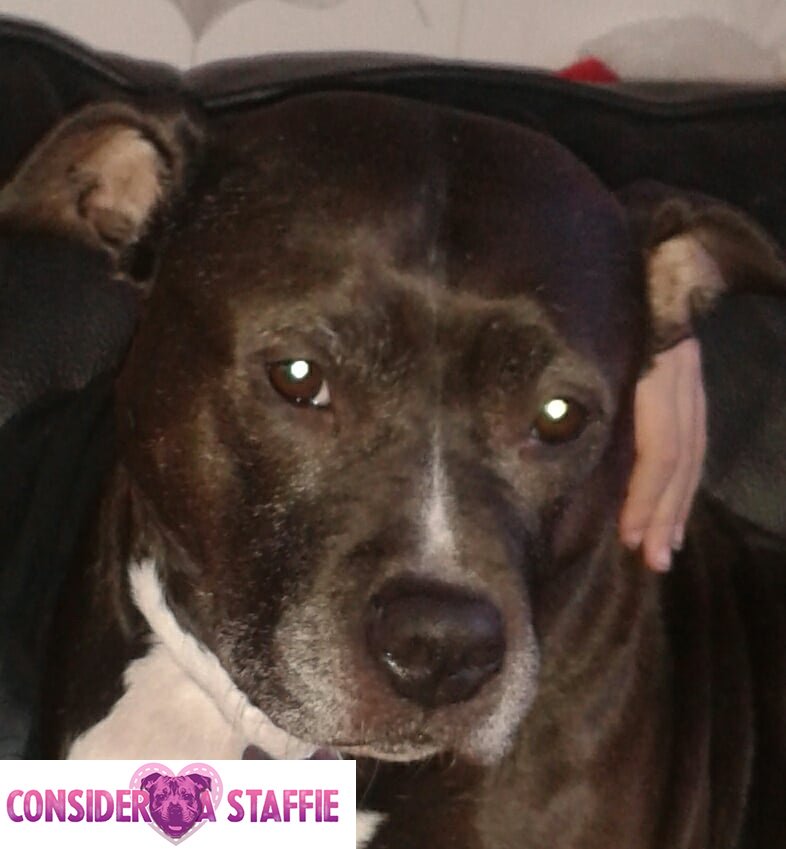 ConsiderAStaff's tweet photo. Pumpkin is today's Staffie of the Day! https://t.co/wpPxH0Kizd #staffie #dogtweets #puppylove #staffiesmiles #dogsoftwitter #dogsofinsta https://t.co/CAvDa1ePf6