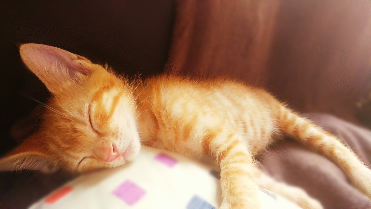 sara perea perez tweet media