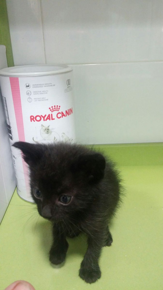 sara perea perez tweet media