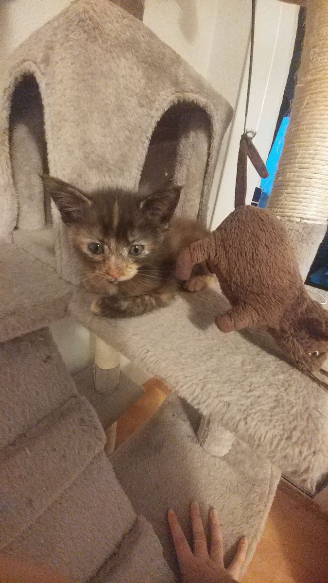 sara perea perez tweet media