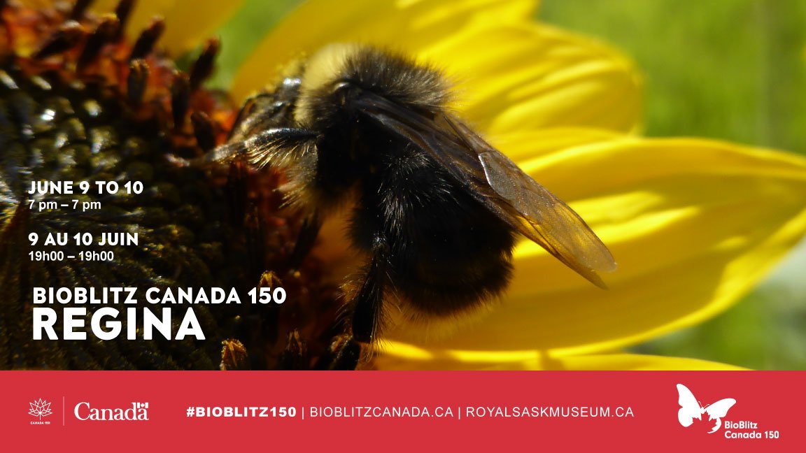 WascanaCentre's tweet photo. BioBlitz Canada 150 project features 5 flagship events in urban areas. One is June 9-10 in #YQR (Wascana Centre): https://t.co/UPIXvBJRJS https://t.co/geEDcubNfg