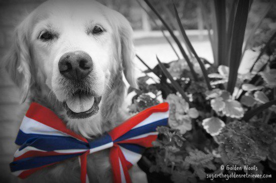 Have a safe #MemorialDay celebration with your family and dog #petsafety ow.ly/nxsq30c7Tbg