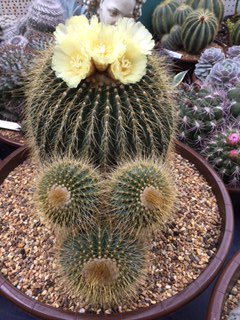 Hi <a href="/craighousecacti/">Craig House Cacti</a> Popsy has her own Twitter account now!!
<a href="/popsythecactus/">#popsy</a> #popsy #cactuscouple