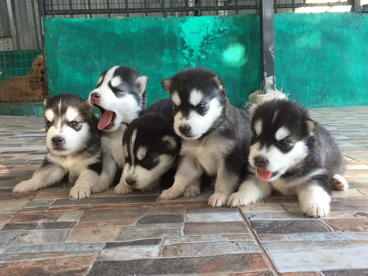 sanchawi's tweet photo. วูลลี่โค้ดน้อยๆ หาเจ้าของงงง #ไซบีเรียนเป็นหมาตลก #หมาเป็นสัตว์ปัญญาอ่อน https://t.co/82FZb9PaPg