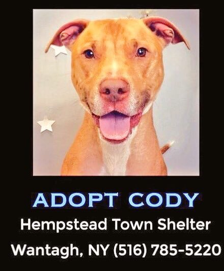 TheRealToriNYC's tweet photo. #AdoptCody #NY https://t.co/ubEY2I6h6V
