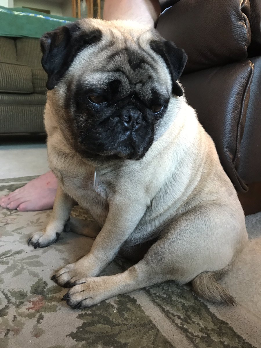 saymarcea's tweet photo. Here's my dog, he's a good boy https://t.co/FXOI3fDiRV