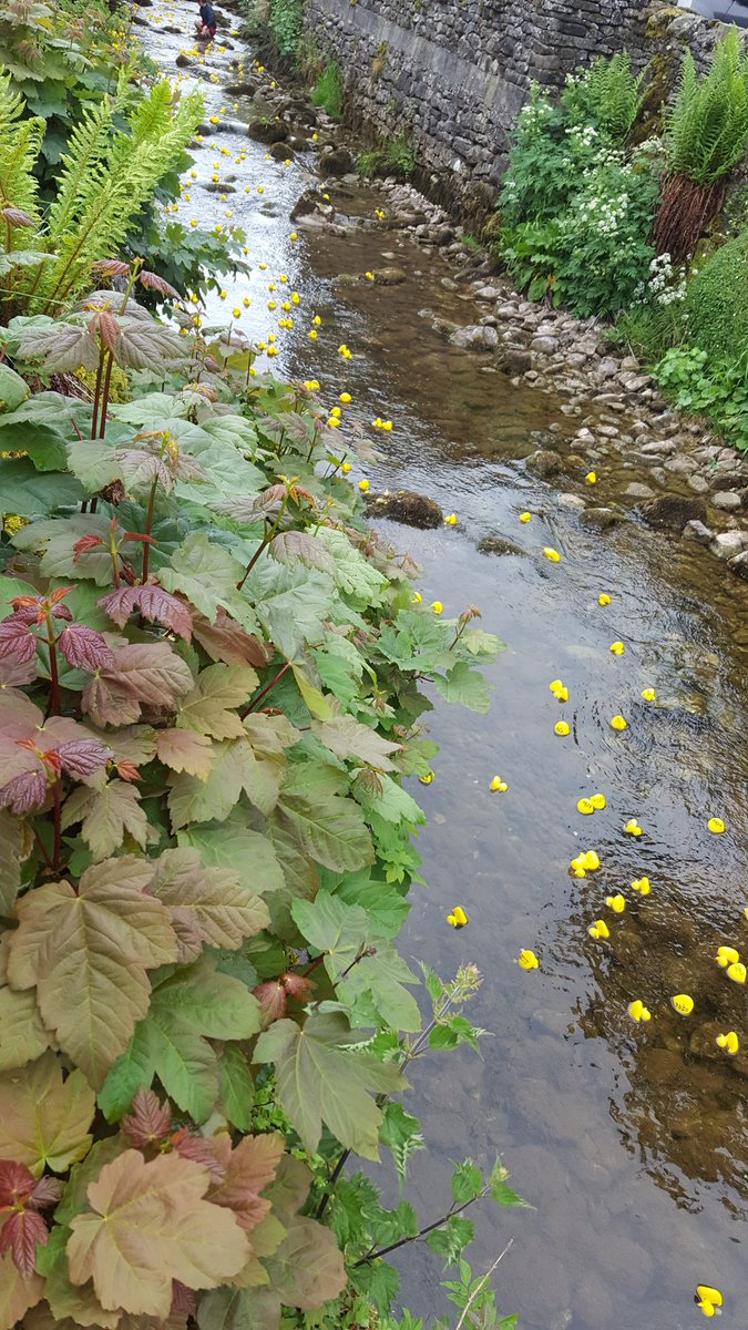 thekettlewell's tweet photo. And we have a winner! #kettlewellduckrace
#bankholiday
@thekettlewell #hostel
@yorkshire_dales https://t.co/h9ggBlX9c2