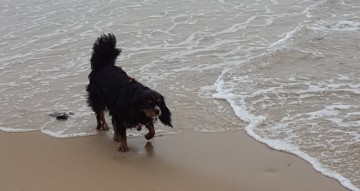 MarthaDunlop's tweet photo. Bertie was game to give the #sea a go at his #firsttriptothebeach , until a wave hit him in the face! #dogsoftwitter #Cavaliers https://t.co/Bw5II8zVKK