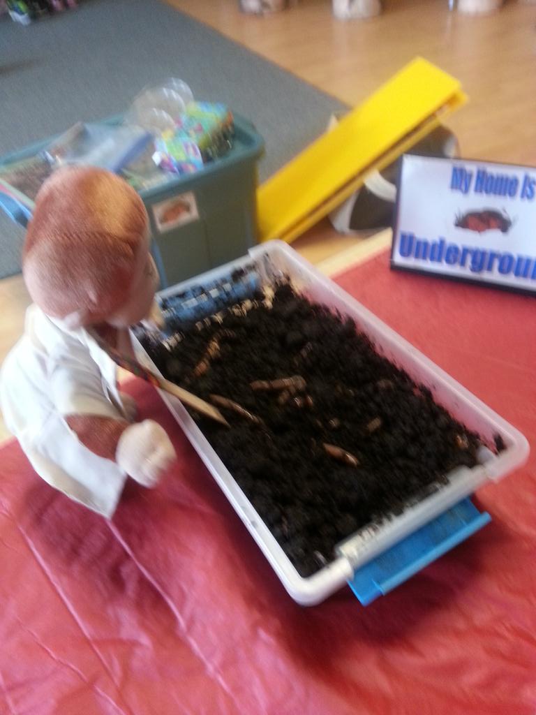 G_the_Curious's tweet photo. Digging for worms @margaret_ps!   @Sci_in_School https://t.co/2fsaZoPDqS
