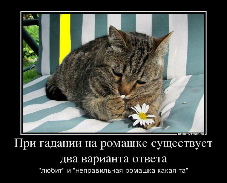 Прикольные картинки ромашка успокаивает, картинки дню матери