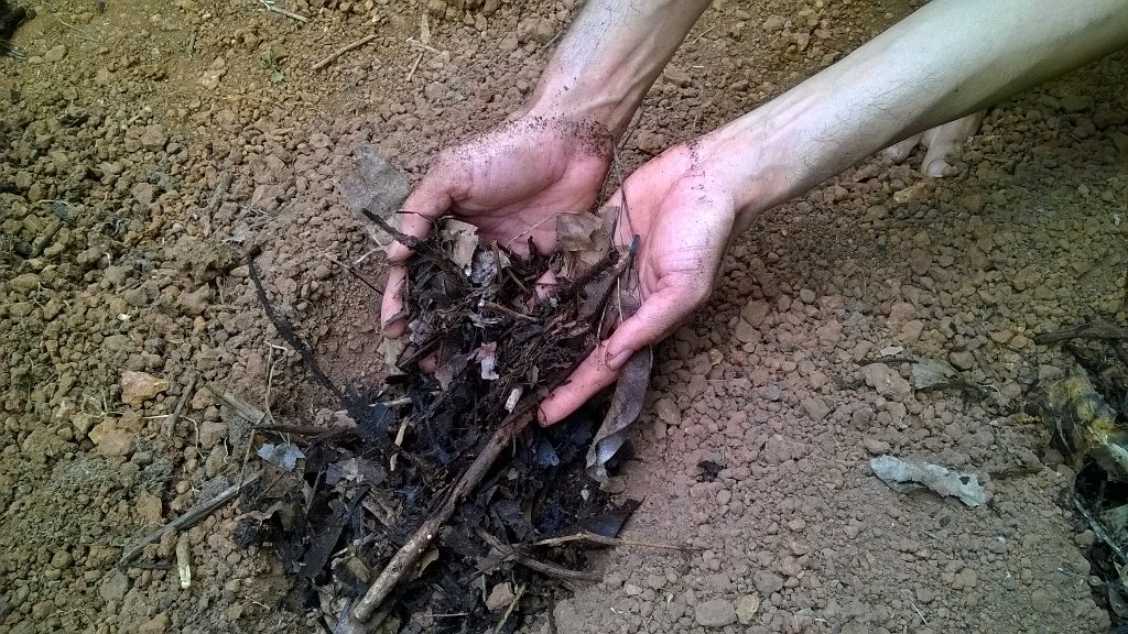Krishivarada's tweet photo. Using #LeafCompost while #Planting of #Turmeric #Rhizomes is beneficial for healthy growth & development of t crop https://t.co/BQdWCG4ngn