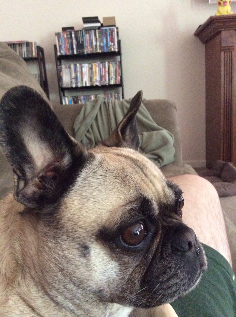 ThePuzz's tweet photo. High Alert. #pug https://t.co/be6X9yW5mT