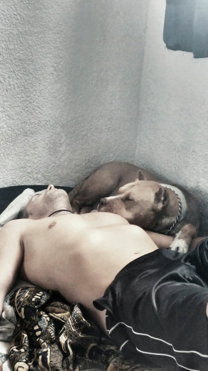facucaferatta's tweet photo. Así es la vida con un Pitbull rescatado y adoptado . Los amigos no se compran Adopten no compren . https://t.co/gNWBzIn3Mj