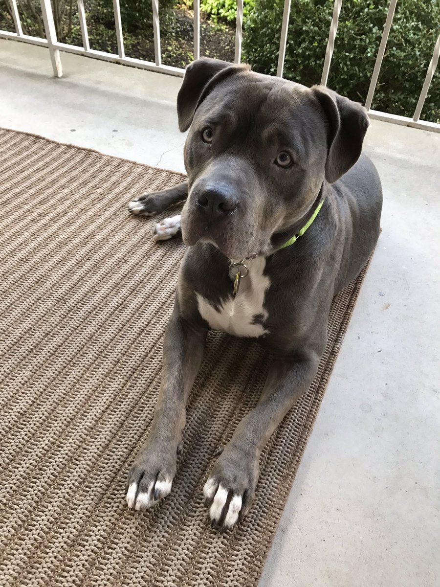 bighead_bruce's tweet photo. DAD IS SWIFFERING SO MOM & I ARE EXILED TO THE FRONT PORCH! #bored #chewingtherug #gettingintrouble #dogsoftwitter #pitbulls https://t.co/e9zW7MG71I