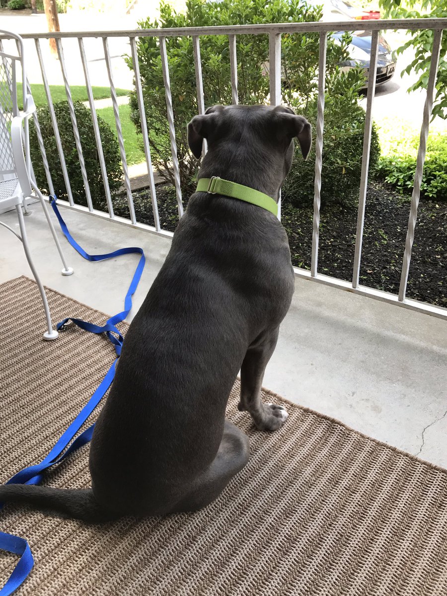 bighead_bruce's tweet photo. DAD IS SWIFFERING SO MOM & I ARE EXILED TO THE FRONT PORCH! #bored #chewingtherug #gettingintrouble #dogsoftwitter #pitbulls https://t.co/e9zW7MG71I
