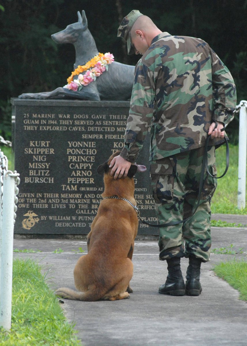 NumbersMuncher's tweet image. Always good to take a moment to remember the military pups who have given their lives protecting our soldiers in combat. #MemorialDay