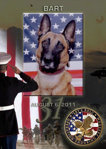 NumbersMuncher's tweet image. Always good to take a moment to remember the military pups who have given their lives protecting our soldiers in combat. #MemorialDay