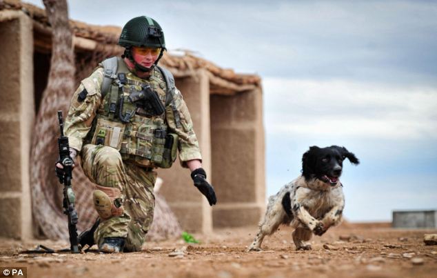 NumbersMuncher's tweet image. Always good to take a moment to remember the military pups who have given their lives protecting our soldiers in combat. #MemorialDay