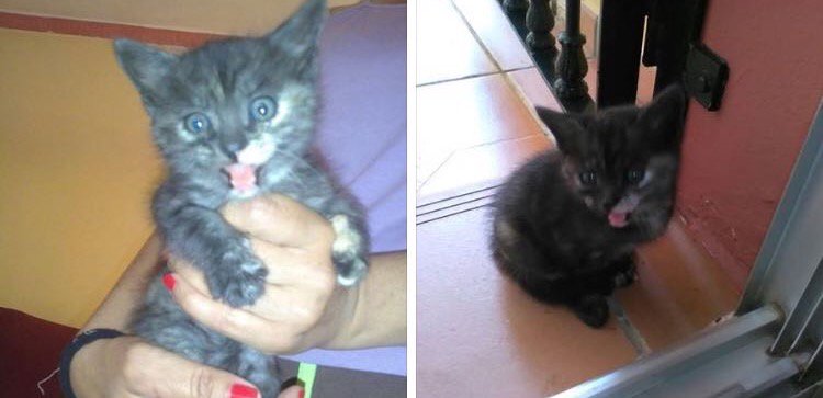 REFUGIOLACANDEL's tweet photo. Esta gatita de 1mes necesita hogar #URGENTE !!Esta en #Sevilla y la persona que la encontró no se la puede quedar! 603701715 🆘🆘 #Difunde YA! https://t.co/OscRDfgupR