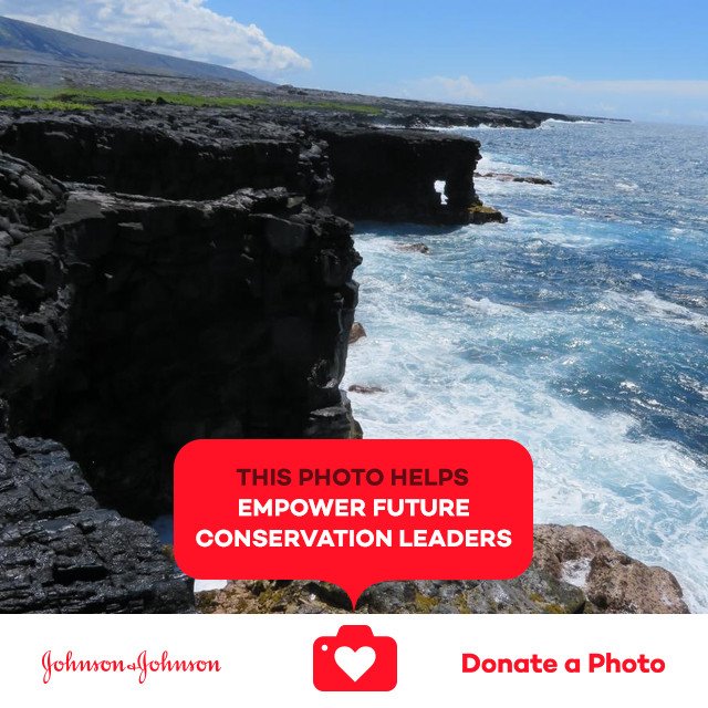 AnimalActivist_'s tweet photo. Sea arches in Hawaii Volcanoes National Park #jnj #donateaphoto #CareToRecycle https://t.co/srXlFUqNzl https://t.co/EytuwZeK5u