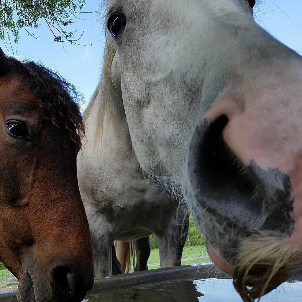 Honest Horsemanship tweet media
