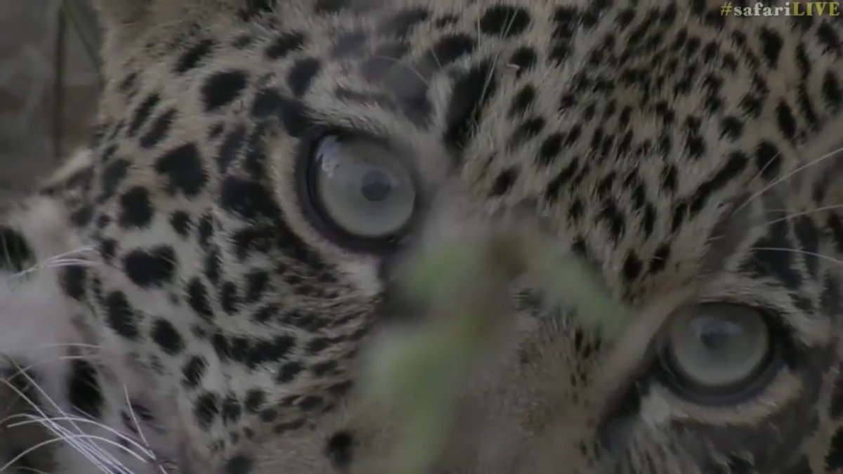 ShireenCa's tweet photo. Enjoying the evening safari as always, thank you #safarilive https://t.co/Y9T6RxI2Vt