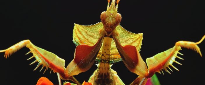 Bugs are coming to @SparksStreet! We learn all about #OttawaInsectarium next on the @MeehanCarolAnne show. https://t.co/J6hjLEFw8M