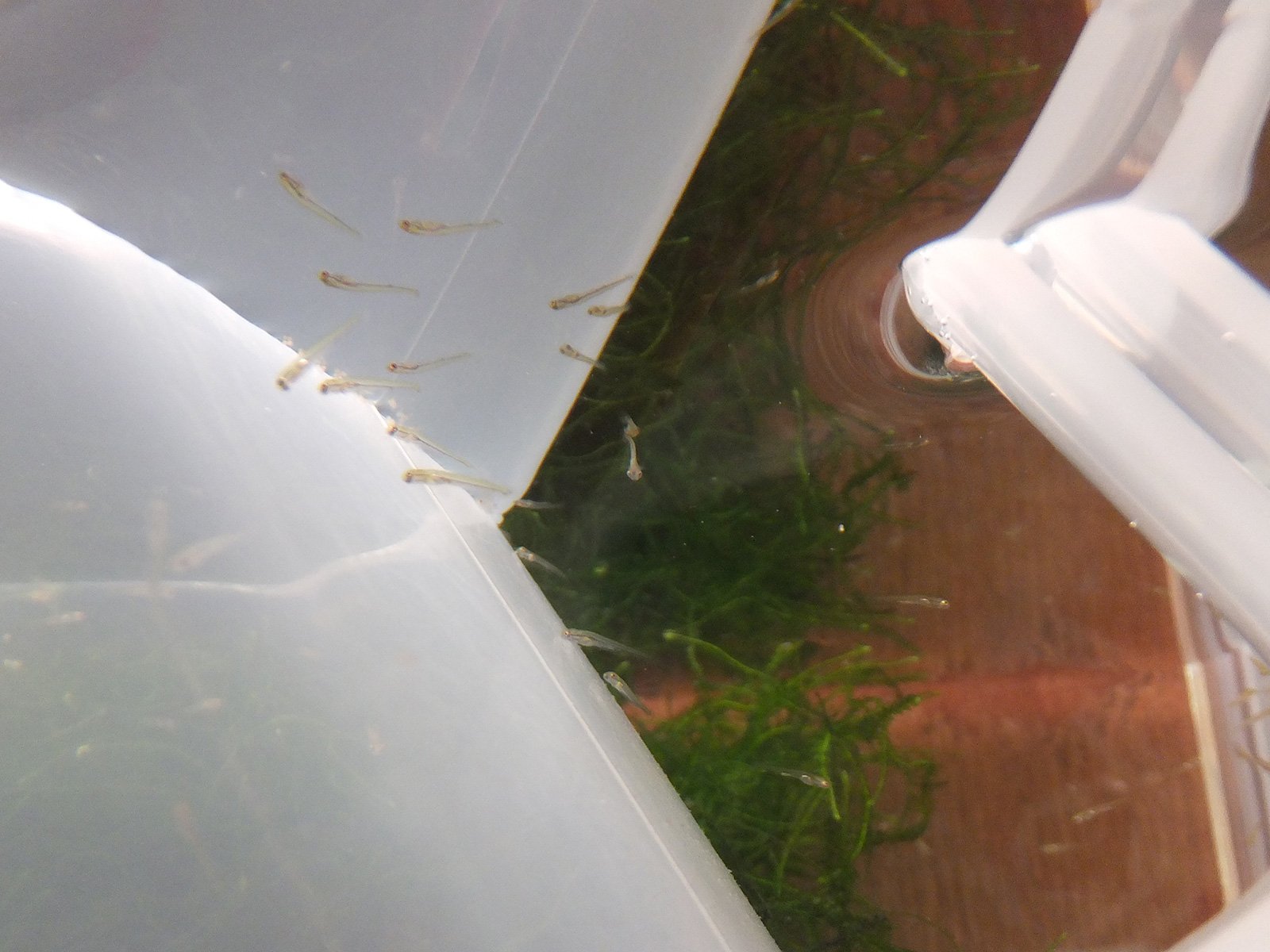 小出修司 三級河川 うちで飼ってるドジョウが卵を産んだので適当に隔離しておいたら孵化してた ドジョウの稚魚とか初めて見た T Co Rlccexuzud Twitter